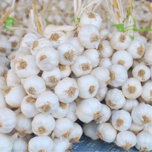 Cung Cấp Tỏi Lý Sơn Chính Gốc Quảng Ngãi - ảnh 7