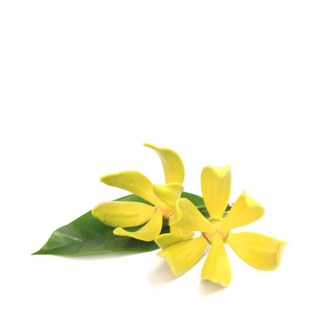 Hướng dẫn bạn cách tự làm dầu massage cơ thể cam-nang-cham-soc-da - 1